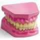 Teeth Dental Hygiene Model | Creative Activity
