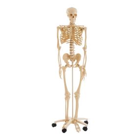 Life Size Human Skeleton Model