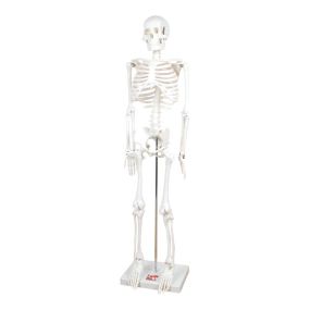 Boney Tony Half Sized Human Skeleton Model