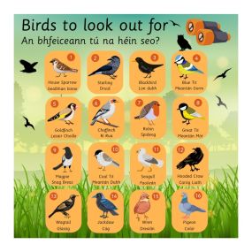 EduWall - Bird Board English & Irish