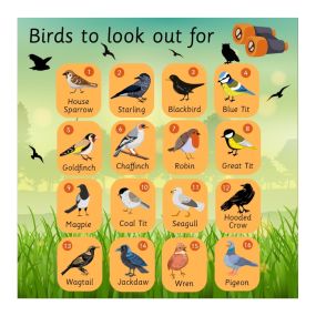 EduWall - Bird Board English