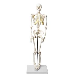 Model, Skeleton, Half Size (Each)