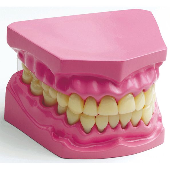 Teeth Dental Hygiene Model | Creative Activity