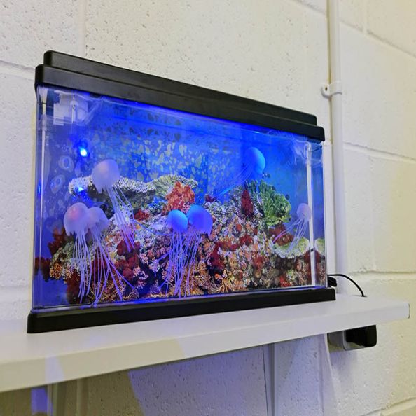 Jelly Fish Tank  | Creative Activity