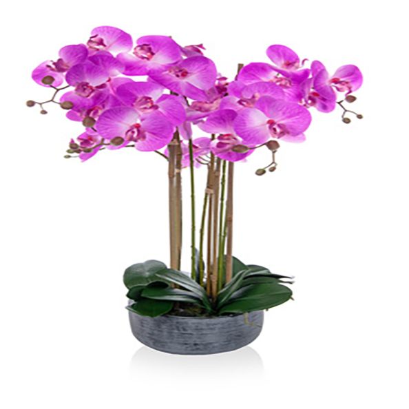 Table Top Plants - Phalaenopsis Orchid Display | Creative Activity